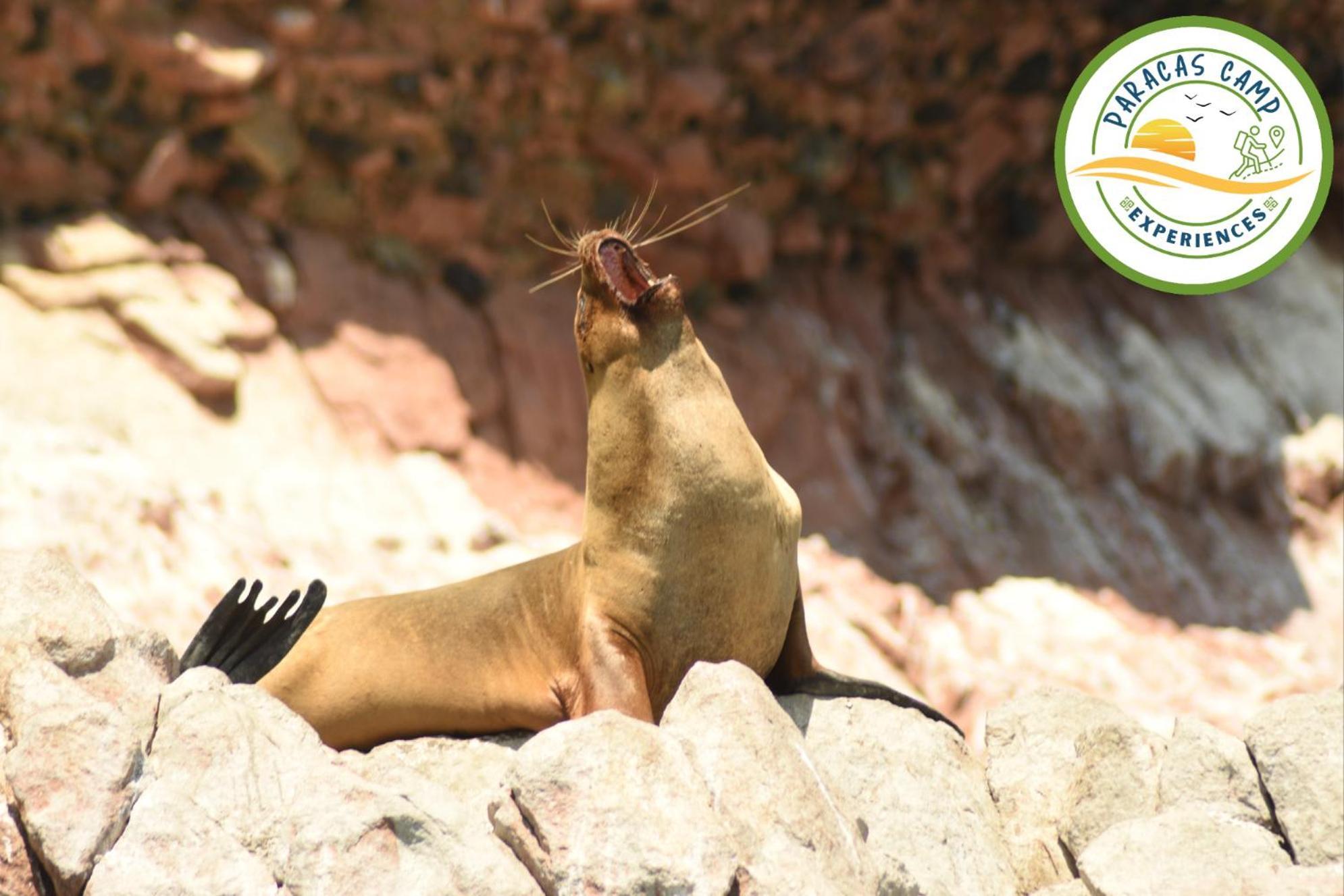 Paracas Camp Lodge & Experiences Экстерьер фото