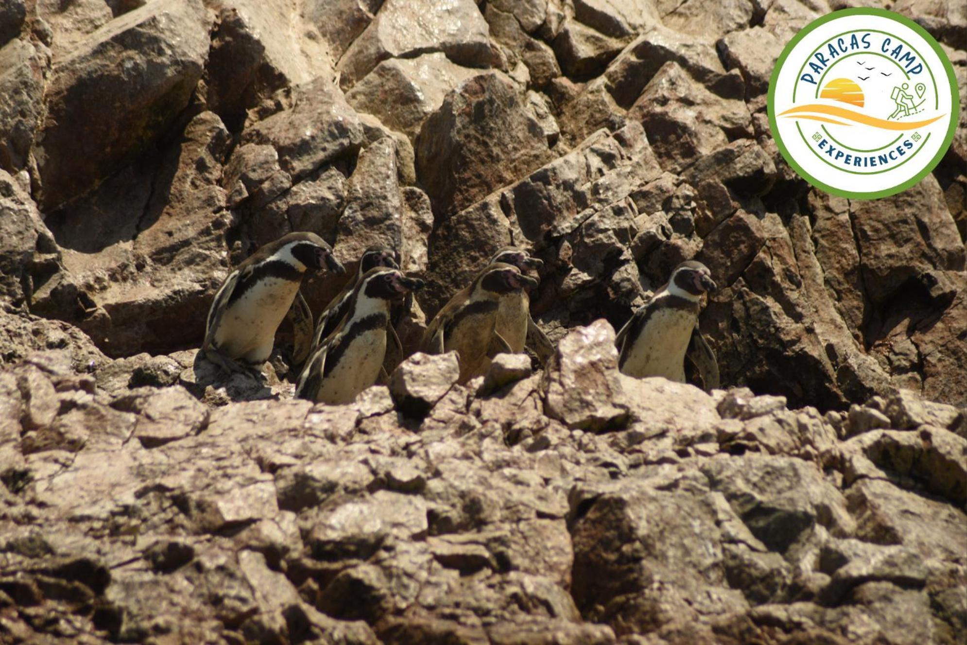 Paracas Camp Lodge & Experiences Экстерьер фото